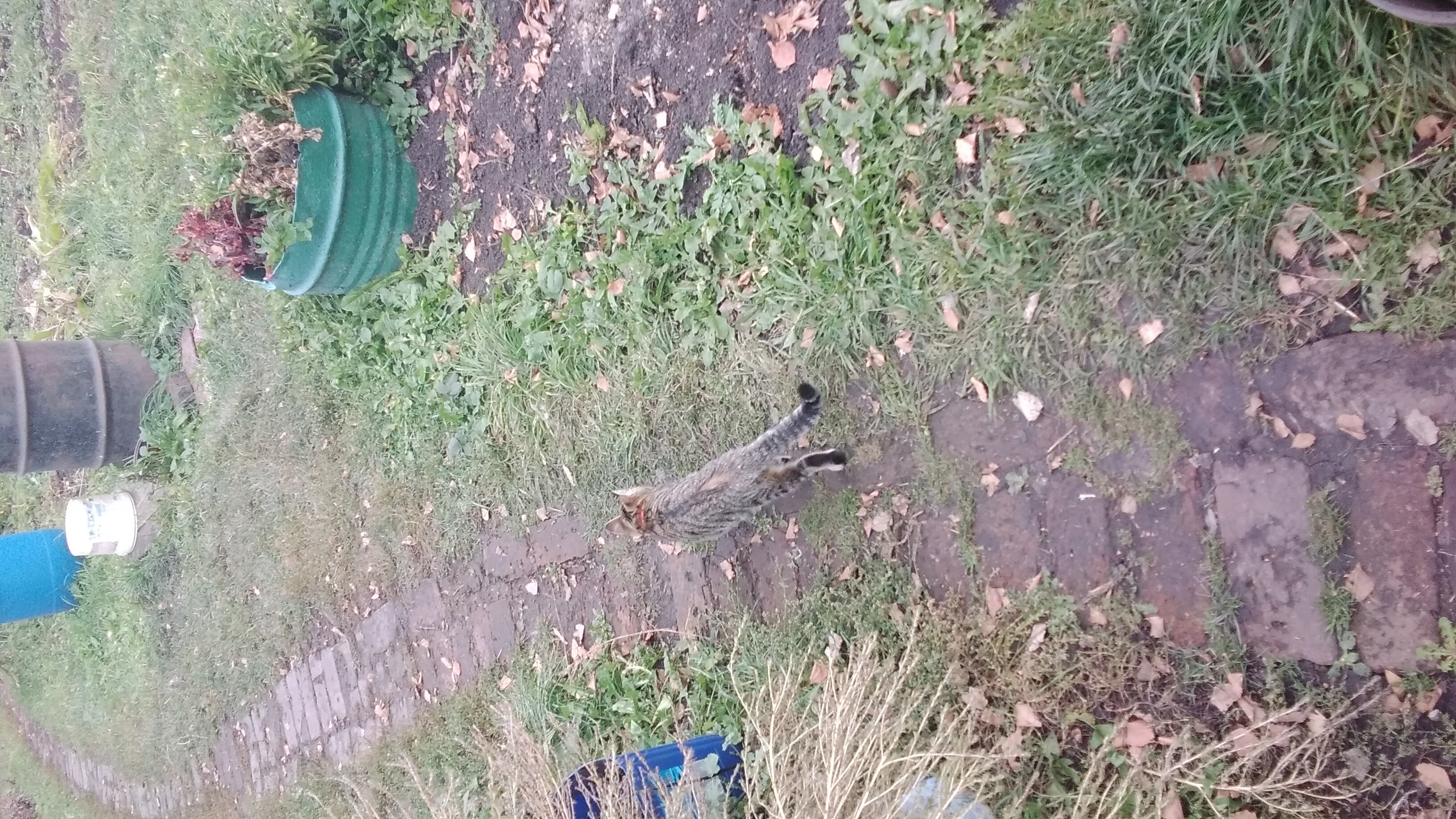 Клоун Оливер